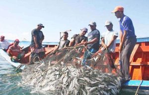 Ivic evalúa vulnerabilidad del sistema de pesca artesanal de sardinas
