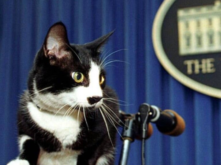 La vida del gatito Socks dio paso a la celebración del Día Internacional