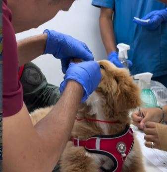 Misión Nevado busca municipalizar protección a animales de compañía