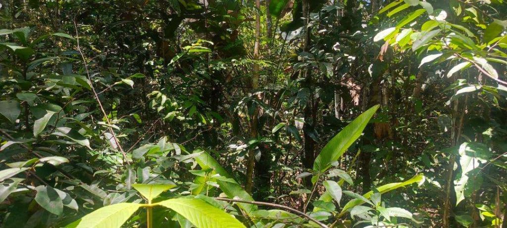 Nuevo género de mariposas revela riqueza de la Amazonia venezolana