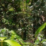 Nuevo género de mariposas revela riqueza de la Amazonia venezolana