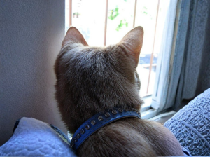 Panleucopenia felina: por qué vacunar y no dejar salir a tu gato puede salvarle la vida