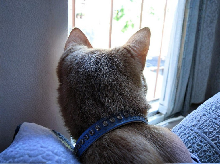 Panleucopenia felina: por qué vacunar y no dejar salir a tu gato puede salvarle la vida