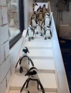 Pingüinos fueron trasladados al interior del Acuario de Long Island por frío extremo en Nueva York