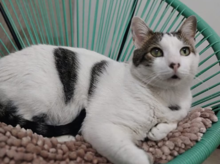 Pontificio: el gatito que se graduó con honores de la universidad