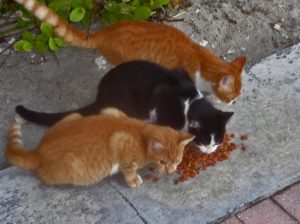 Repudian criminalización contra rescatistas de animales