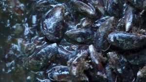 Sucre proyecta una cosecha de cinco toneladas de mejillones