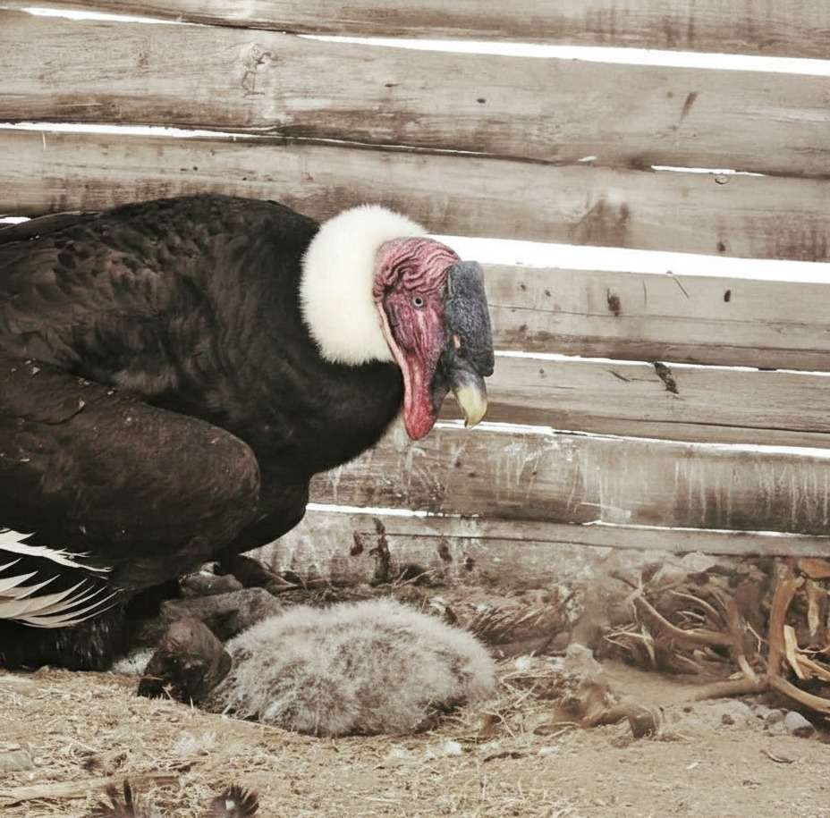 Tabymara, un hito en la conservación venezolana