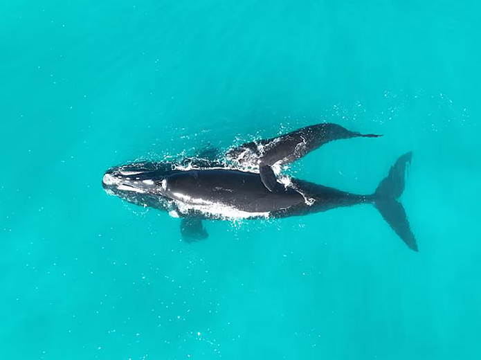 El calentamiento global pone en riesgo la supervivencia de la ballena franca austral en Australia