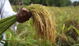 Apure inicia entrega de semillas para cultivar 20.000 hectáreas de arroz