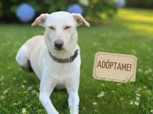 📌Cartelera de adopciones 🐶🐱📌Cartelera de adopciones