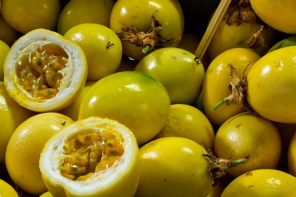 Cultivo de parchita - Últimas Noticias