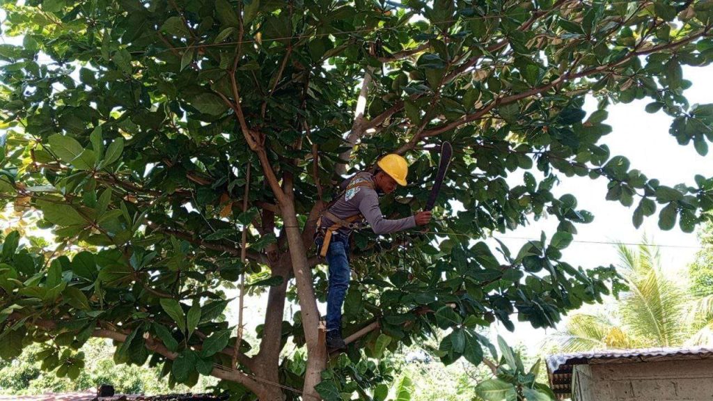 Despejan redes eléctricas para beneficio de 98.000 familias cojedeñas