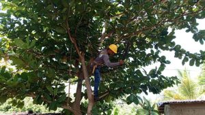 Despejan redes eléctricas para beneficio de 98.000 familias cojedeñas