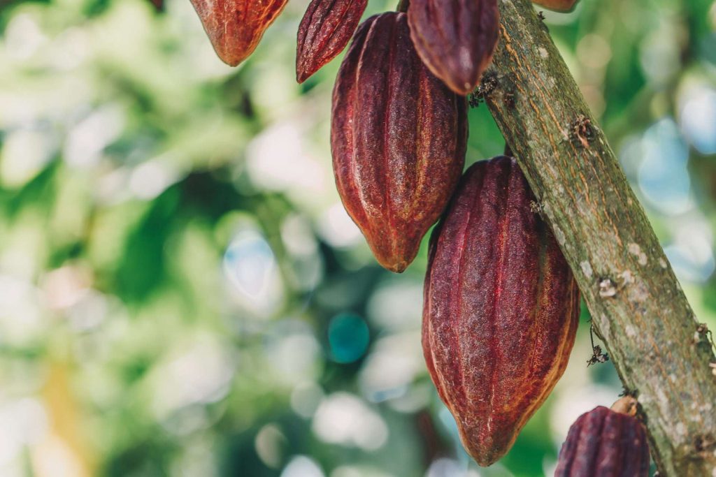 Dictarán seminario sobre nuevas normas europeas a productores de cacao