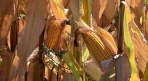 El clima en los cultivos