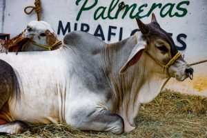 Feria agropecuaria San José de Perijá vuelve con alta variedad genética