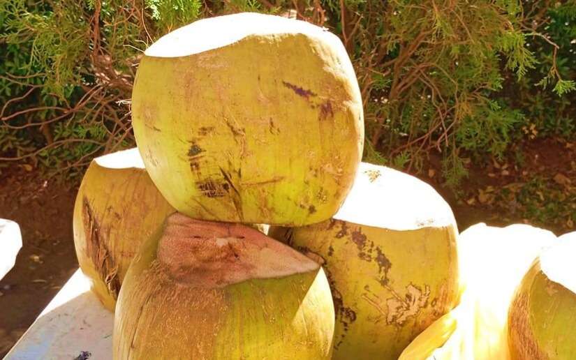 Fortalecen el coco como rubro estratégico