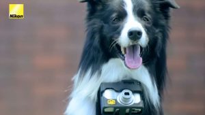 “Heartography” el experimento que hizo posible que un perro se convirtiera en fotógrafo