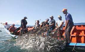 Inicia temporada de la pesca de sardinas bajo regulaciones establecidas