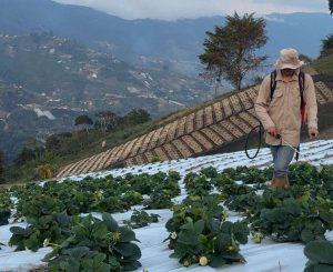 La Colonia Tovar impulsa su economía con el I Festival de la Fresa 2026