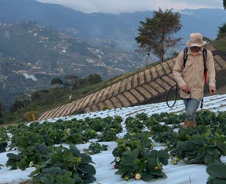 La Colonia Tovar impulsa su economía con el I Festival de la Fresa 2026