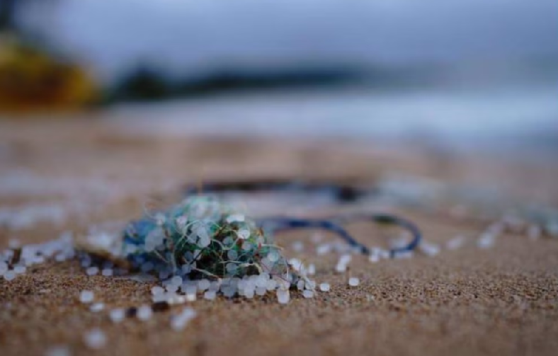 Cuáles son las bacterias clave para descomponer plásticos biodegradables en el océano