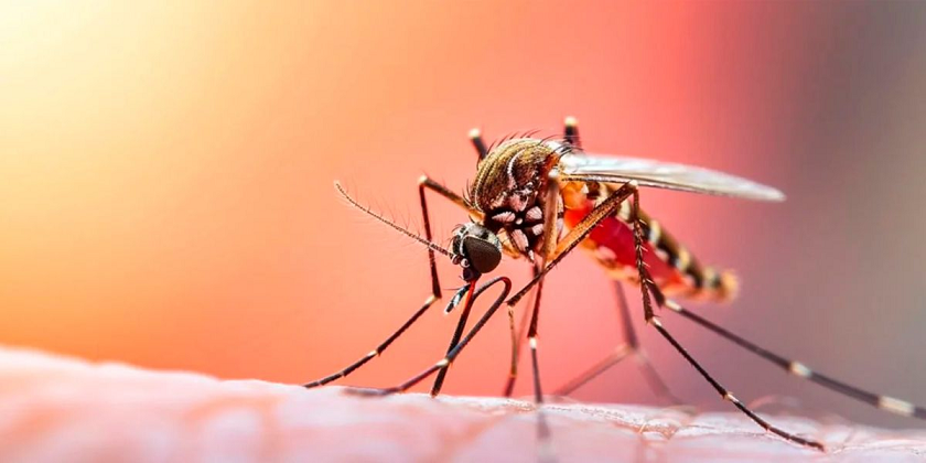 Organizaciones llamarón a tomar 'acciones urgentes' sobre la situación de la fiebre amarilla en Venezuela