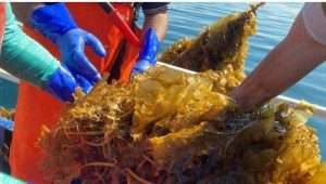 Nueva Esparta exporta 162 toneladas de algas marinas a Chile