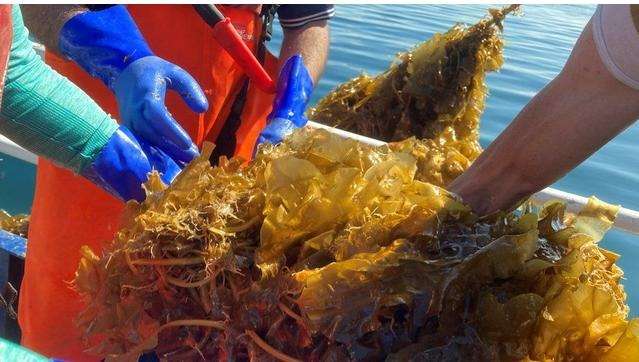 Nueva Esparta exporta 162 toneladas de algas marinas a Chile