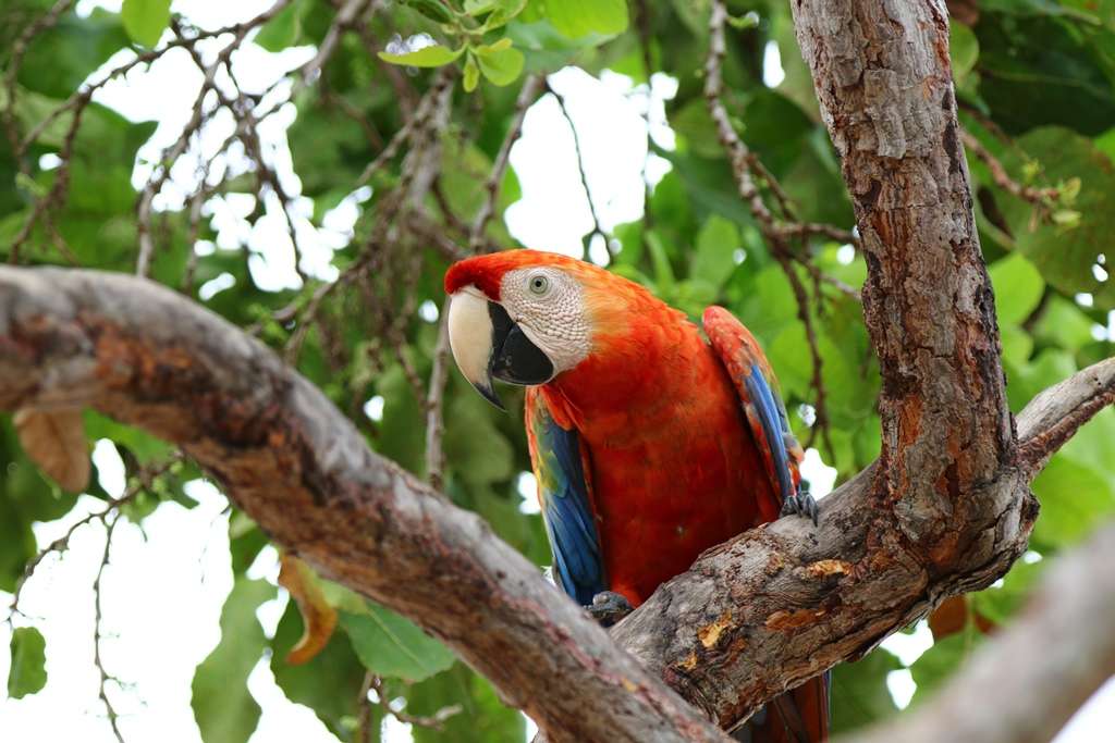 Olas de calor extremo afectan a la fauna silvestre