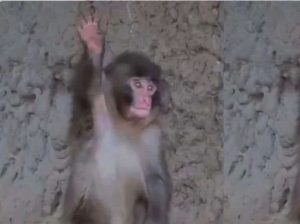 Punch vuelve a hacerse viral