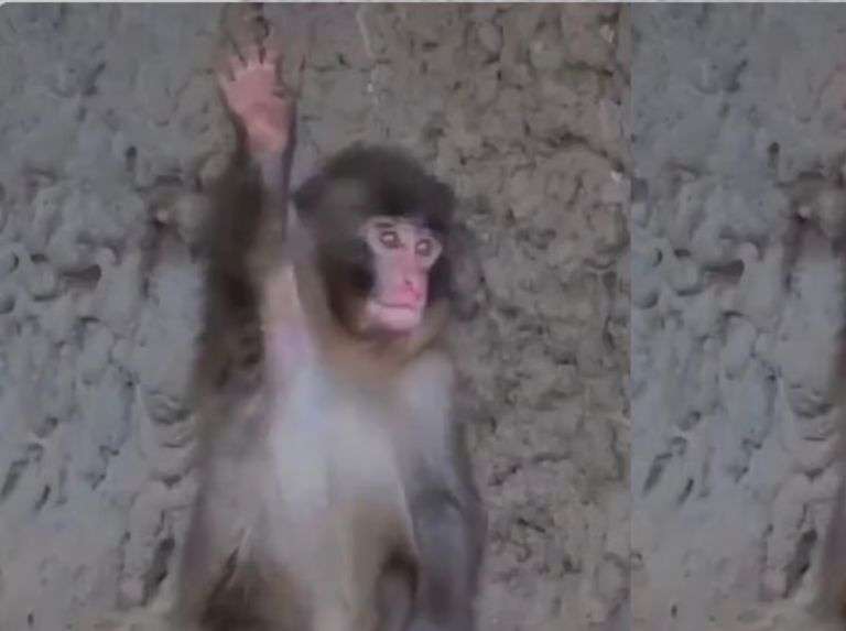 Punch vuelve a hacerse viral