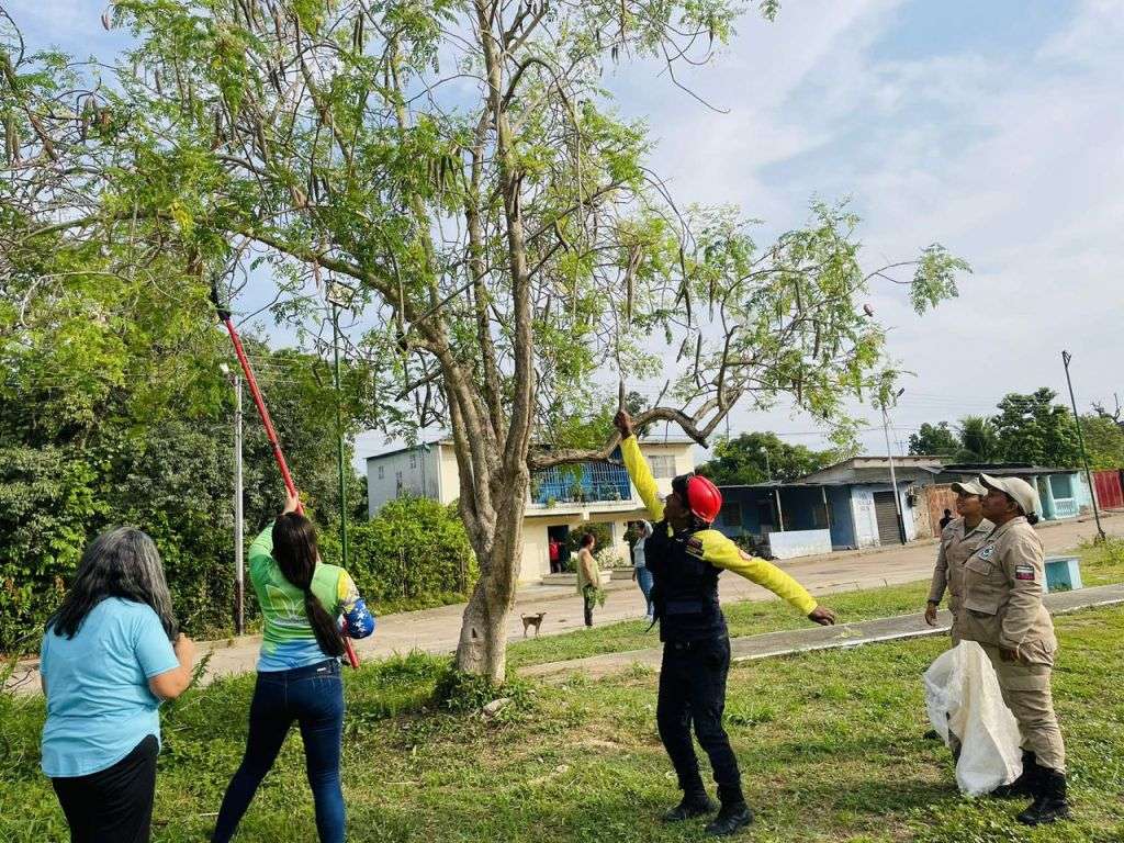 Recolectan más de 20 mil semillas en jornada nacional