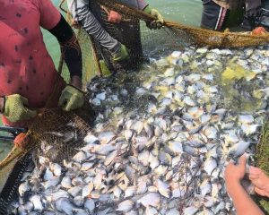Táchira consolida 5.006 lagunas para la cría de peces