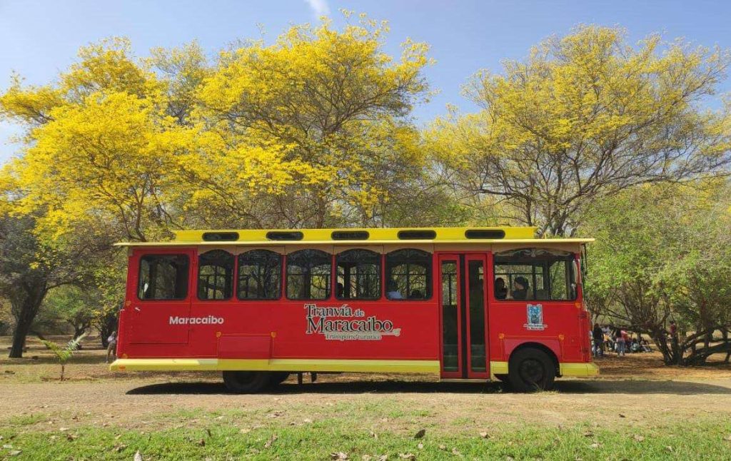 Tranvía de Maracaibo llega hasta los curarires en flor