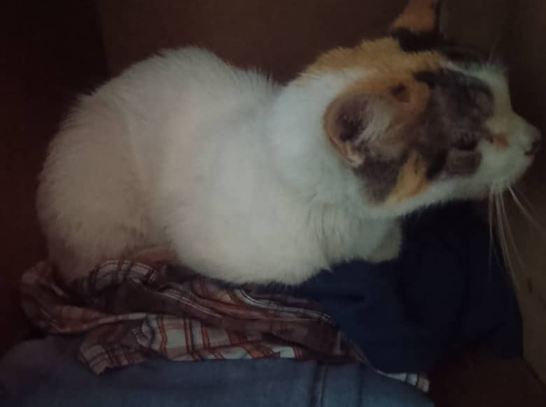 Y un día Sami, me rompió el corazón tras cruzar el arcoiris