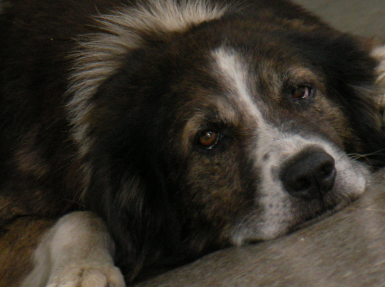 ¿Puede tener mi perro o mi gato algo como el Alzheimer?