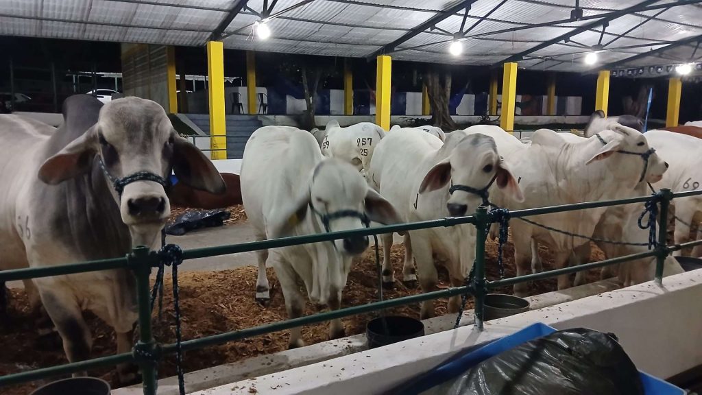 21 ganaderías participan en exposición agroindustrial en Yaracuy