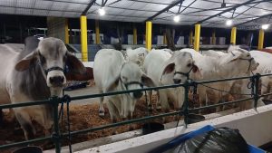 21 ganaderías participan en exposición agroindustrial en Yaracuy