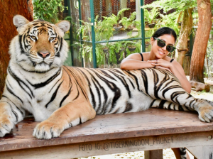 72 Tigres muerieron en un zoológico privado de Tailandia