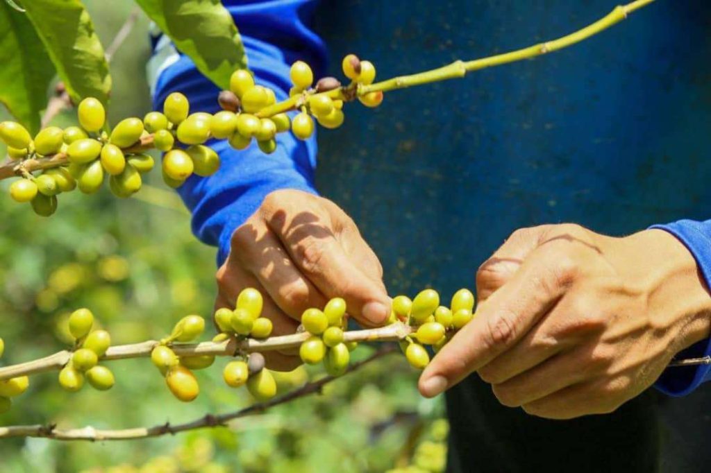 Abren recepción de muestras para el encuentro de Cafés de Especialidad Venezolano