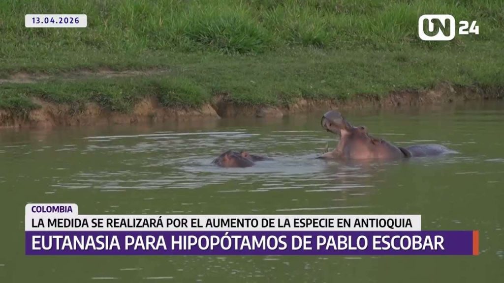 Aplicarán eutanasia a hipopótamos de Pablo Escobar