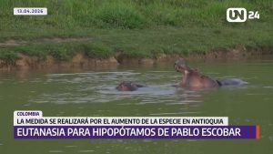 Aplicarán eutanasia a hipopótamos de Pablo Escobar