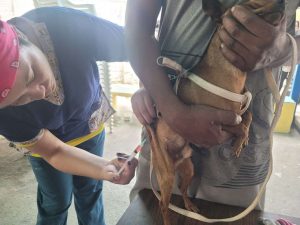 Atención veterinaria contará con un punto fijo en el parque Los Nuevos Teques