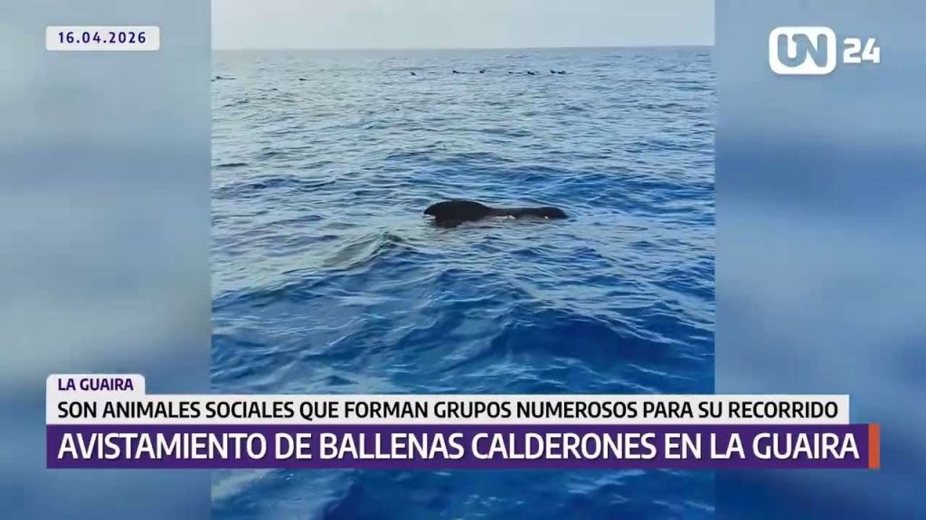 Avistamiento de ballenas Calderones en la Guaira