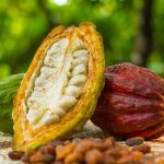 Ministerio de Ciencia y Tecnología impulsa plan científico- tecnológico para la producción de cacao