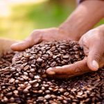 La producción de Café en Colombia cayó 33,5 % en el primer trimestre de 2026