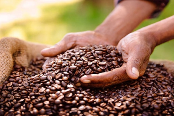 La producción de Café en Colombia cayó 33,5 % en el primer trimestre de 2026