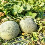 Cultivos para mayo – Últimas Noticias